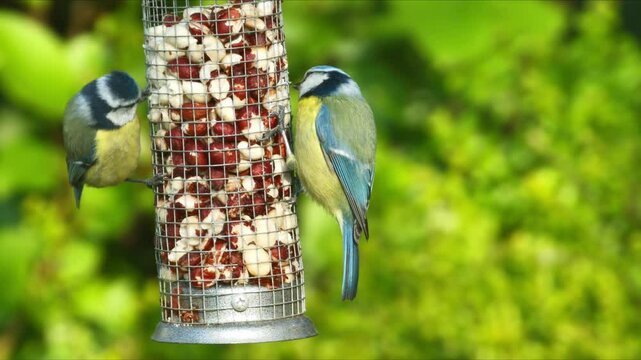 Pair of Eurasian blue tit birds eating from a bird-feeder in the garden on a sunny day