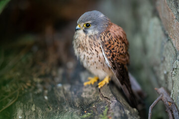 männlicher Turmfalke sitzt im grünen Gras, Greifvogel sitzt vor einer Mauer in der Stadt, Jäger der Großstadt, Jungtier im Mai
