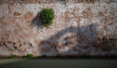 old wall and flowers