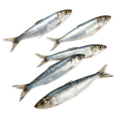 School of Sardines Swimming Together isolated on a transparent background