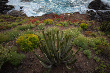 cactus on the beach at the ocean