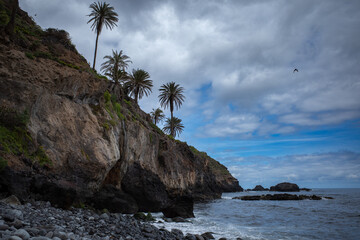 palm trees on the coast