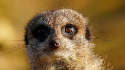 A detailed view of a meerkat's face, highlighting its expressive eyes and textured fur. The natural lighting emphasises the serene and curious essence of this fascinating wildlife creature
