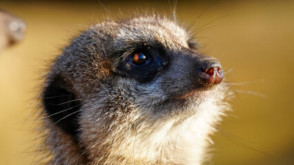 A detailed close-up photograph of a meerkat with a natural blurred background, capturing its expressive eyes and features. Ideal for themes related to wildlife, zoology, or environmental conservation