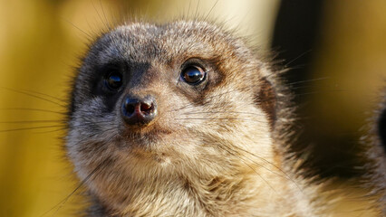 A detailed view of a meerkat's face, highlighting its expressive eyes and textured fur. The natural lighting emphasises the serene and curious essence of this fascinating wildlife creature