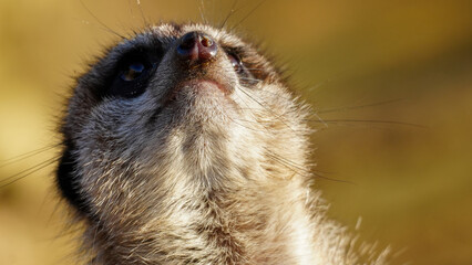 Intimate close-up photograph of a curious meerkat gazing upward, set against a warm and blurry golden backdrop conveying wonder and attention in nature.