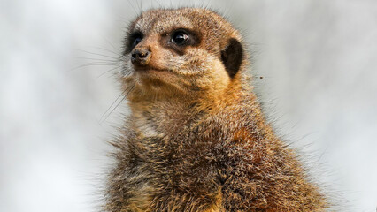 Portrait of a meerkat standing tall and attentive, showcasing its curious and alert nature against a softly blurred background. Perfect for wildlife and nature-themed presentations.