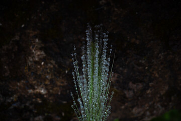 grass in the morning dew