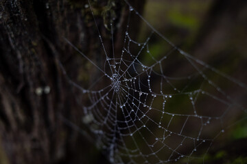 spider web with dew drops