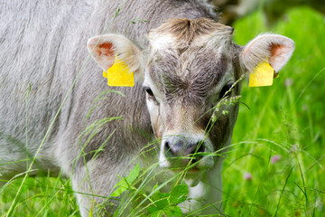 Cow of breed named Rätisches Grauvieh on meadow at organic farm at Swiss City of Zürich on a...