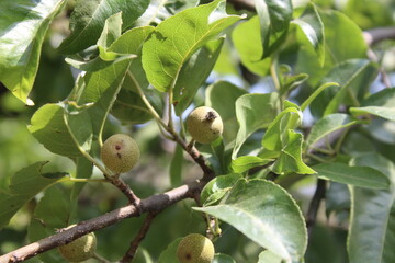 Pyrus pashia or the wild Himalayan pear
