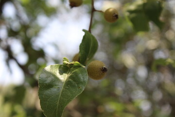 Pyrus pashia or the wild Himalayan pear