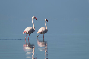 Real photo of two pink flamingos standing together by a calm lake under a clear blue sky. A peaceful wildlife scene perfect for nature, travel, and bird-themed projects