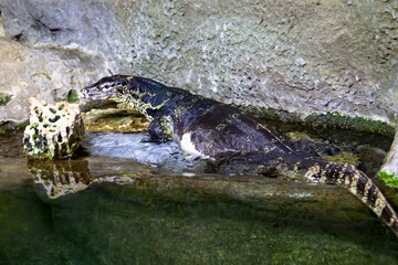 Striped monitor lizard, or water monitor lizard, kabaragoya (Latin Varanus salvator) on the shore of a reservoir. Marine life, exotic fish, subtropics.