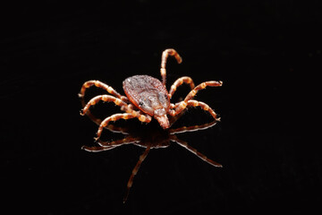 Close-up photograph of a tick showing all the details of its body