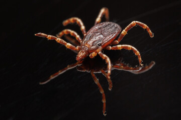 Close-up photograph of a tick showing all the details of its body