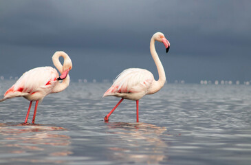 Real photo of two pink flamingos standing together by a calm lake under a clear blue sky. A peaceful wildlife scene perfect for nature, travel, and bird-themed projects