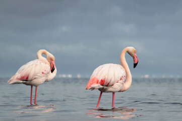 Real photo of two pink flamingos standing together by a calm lake under a clear blue sky. A peaceful wildlife scene perfect for nature, travel, and bird-themed projects