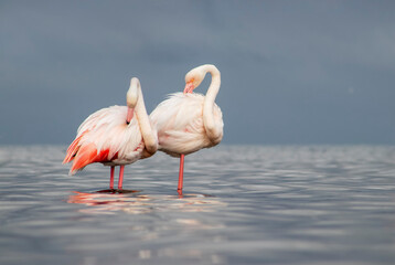 Real photo of two pink flamingos standing together by a calm lake under a clear blue sky. A peaceful wildlife scene perfect for nature, travel, and bird-themed projects