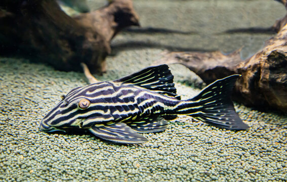 Dark-striped panaka (Latin Panaque nigrolineatus) with black stripes on the background of the seabed. Marine life, exotic fish, subtropics, sturgeon farming.