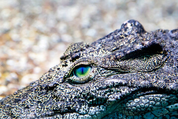 The head of the Siamese Crocodile (lat. Crocodylus siamensis) on the water surface against the background of the bottom. Marine life, exotic fish, subtropics.
