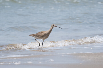 波打ち際で餌を探す1羽のチュウシャクシギ