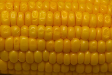 Bright Yellow Boiled Corn Kernels – Close View