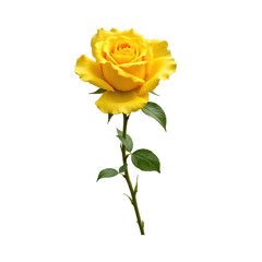 Delicate yellow rose isolated on transparent background, perfect for elegant designs..