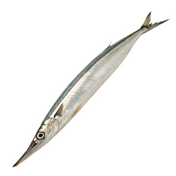 Elongated Needlefish with Pointed Snout isolated on a transparent background