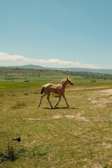Potro caballo en una pradera verde y cielo azul de Castilla y León 