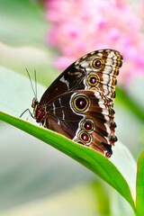 Morpho peleides, the Peleides blue morpho, common morpho or the emperor (underside) - an iridescent...