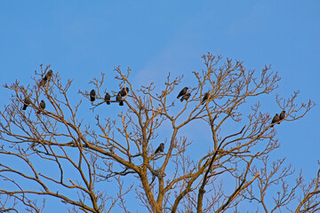 Bare oak tree crown with raven birds on a blue sky 