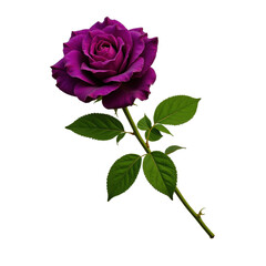 A deep purple rose with lush green leaves on a stem, set against a transparent background. Perfect for elegant floral designs.