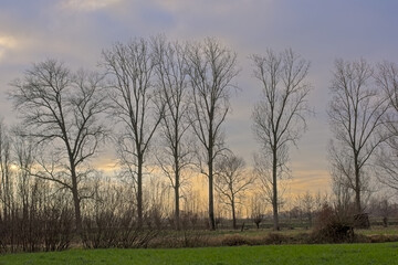 row of bare poplar tree silhouettes against a cloudy winter sky in Oude Kalevallei nature reserve, Ghent, Flanders, Belgium 