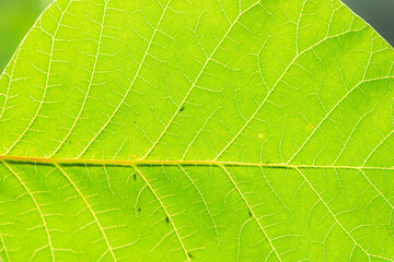 Close up texture of plant leaves