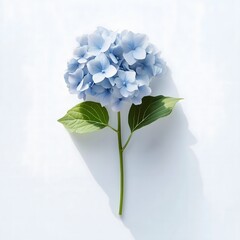 Delicate Hydrangea in Sunlight: A captivating top-down shot of a pristine hydrangea blossom with its array of sky-blue petals, presented in a stark minimalist setting.