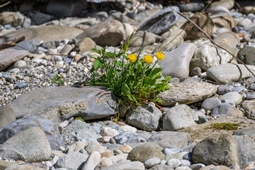 Pissenlit en fleurs au bord de la rivière l’Aubonne
