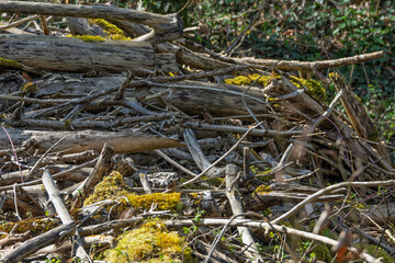 Bord de la rivière l’Aubonne au printemps