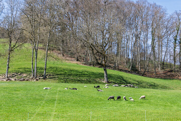 Brebis et agneaux au pré au printemps