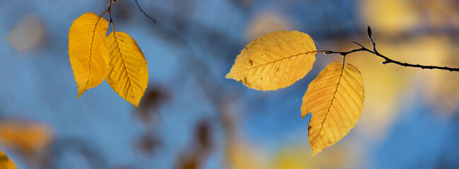 Fototapeta premium Yellow leaves of an autumn tree against a blue sky.