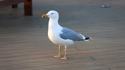 Seagull standing on a ship deck with leg band