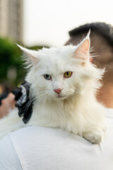 A white Maine Coon cat perched gracefully on its owner's shoulder, enjoying a peaceful moment in a sunny park. Surrounded by green grass and trees, this affectionate feline shows off its long fur and 