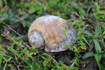 Large snail shield closeup view on a ground