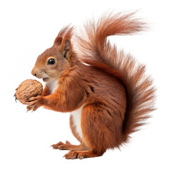 Adorable red squirrel holding a large nut isolated on a transparent background