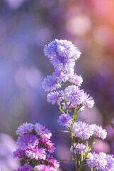 Vertical Purple Pastel margaret flower floral soft nature blossom blurred background. Pastel violet...