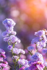 Naklejka premium Vertical Purple Pastel margaret flower floral soft nature blossom blurred background. Pastel violet romance bloom spring. Magenta petals blossom botanical garden. Vertical violet floral wildflower