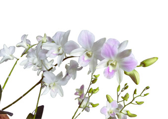 Dendrobium bigibbum pink happy flowers isolated on white