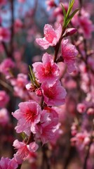 Peach Trees in Full Bloom Under the Bright Spring Sun With Vibrant Pink Flowers