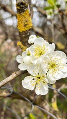 Obraz premium Blossoming white flowers on a tree branch in a serene forest during the early spring season