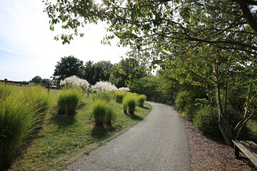 Sunny Garden Path with Ornamental Grasses and Trees